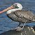 Brown Pelican